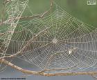 Паутина – это структура, построен паука с своим шелком